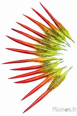 Fagiano dorato coda - 15-20 cm - lime-rosso